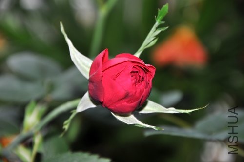 DSC_0774.jpg