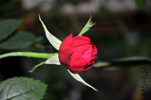 DSC_0781.jpg