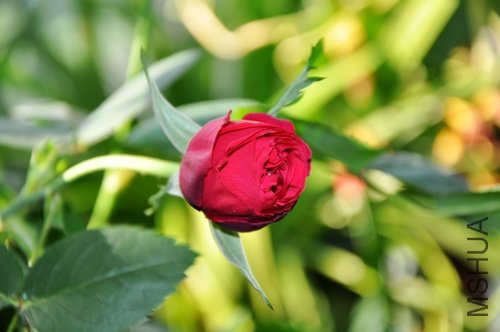 DSC_0794.jpg