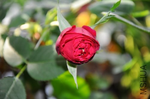 DSC_0793.jpg