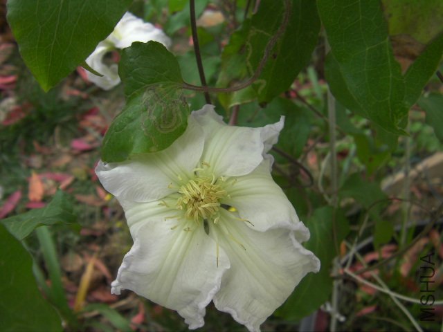 SANY0102.JPG
