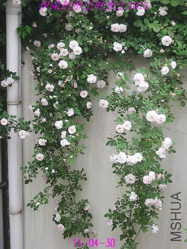 nEO_IMG_��Ƭ 063.jpg