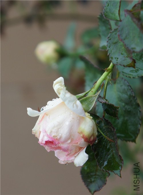 sony 039_����.jpg