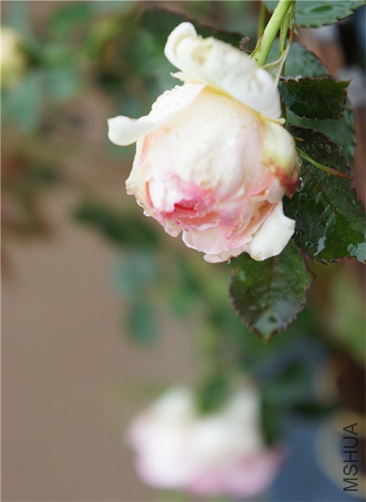 sony 040_����.jpg