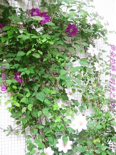 nEO_IMG_��Ƭ 182.jpg