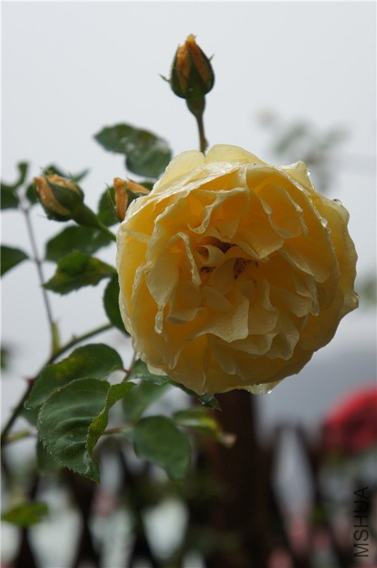 sony 044_����.jpg