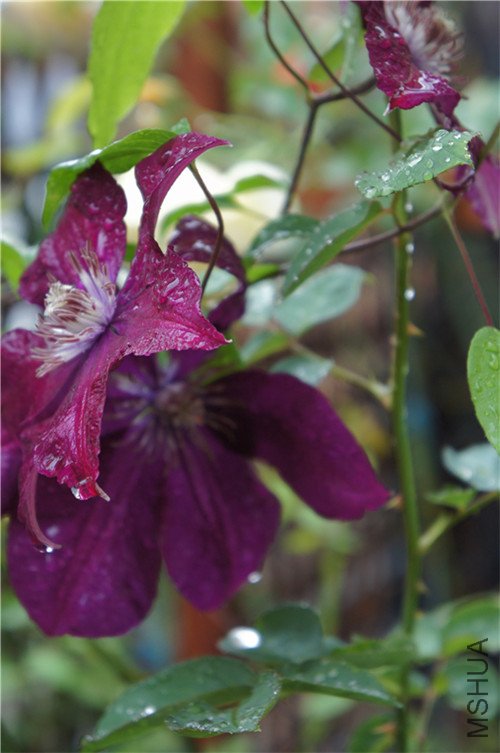 sony 042_����.jpg