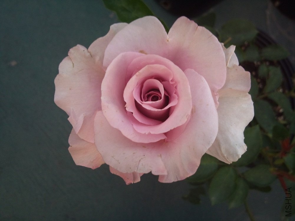 DSC_0059.jpg