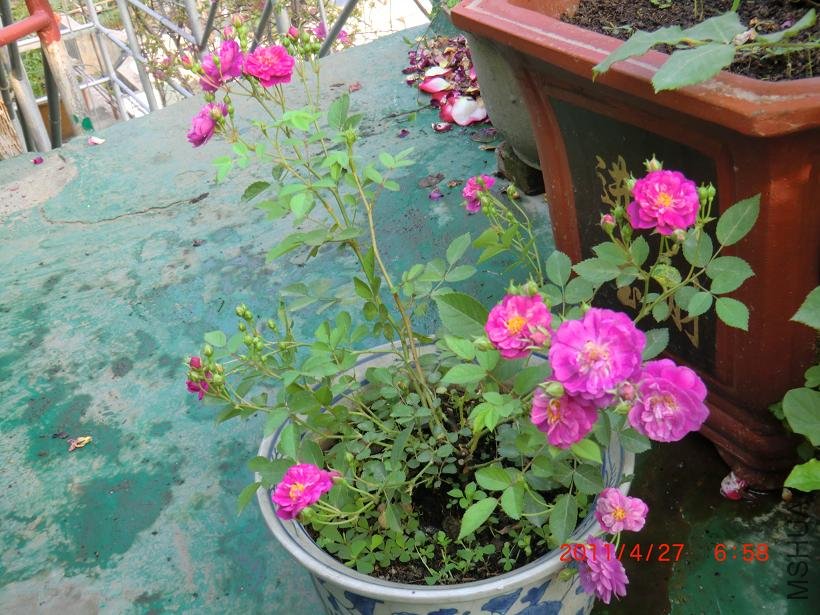 ��������ѾѾ��