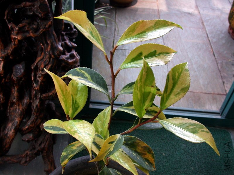 DSCN8694.jpg