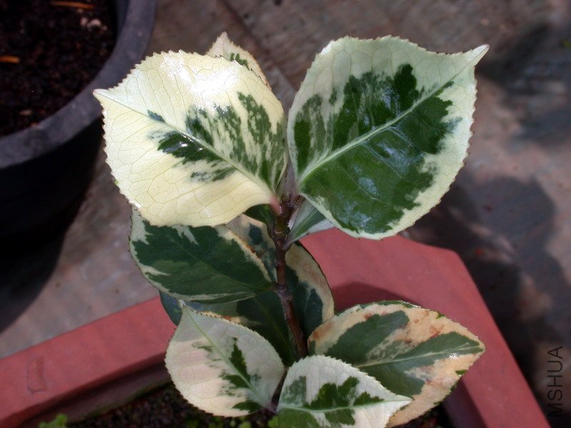 DSCN8707.jpg
