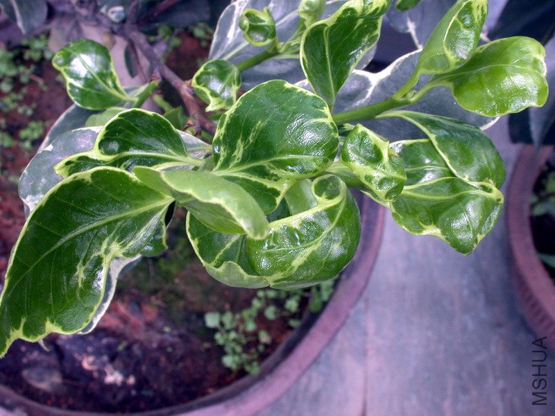 DSCN8708.jpg