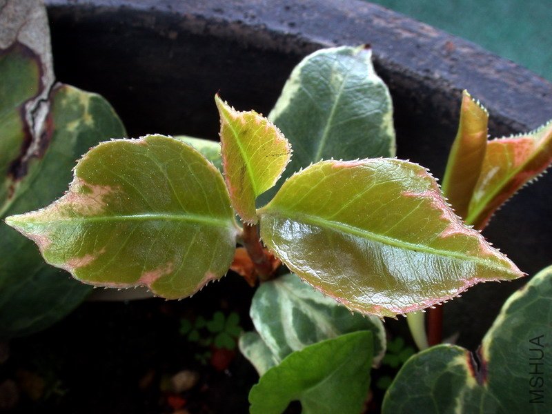 DSCN8690.jpg
