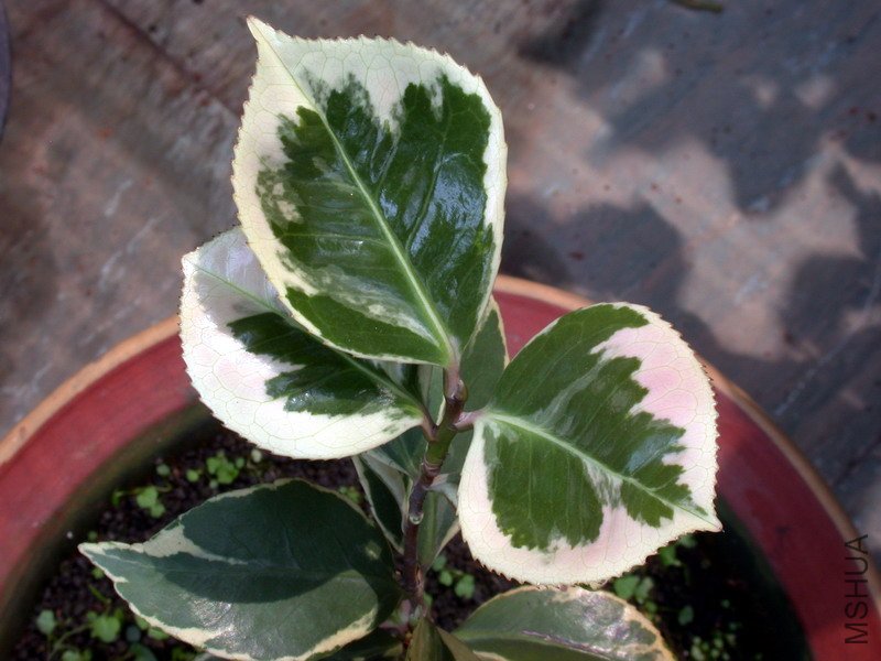 DSCN8706.jpg