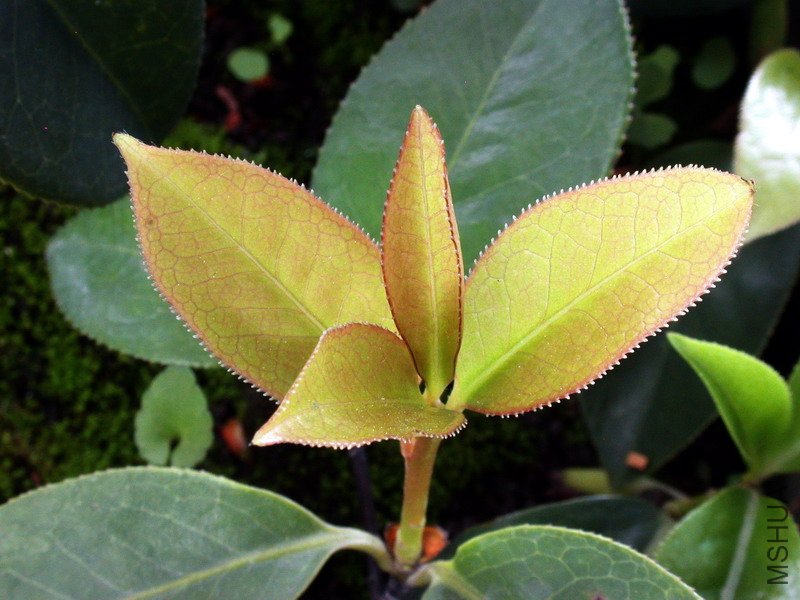 DSCN8711.jpg