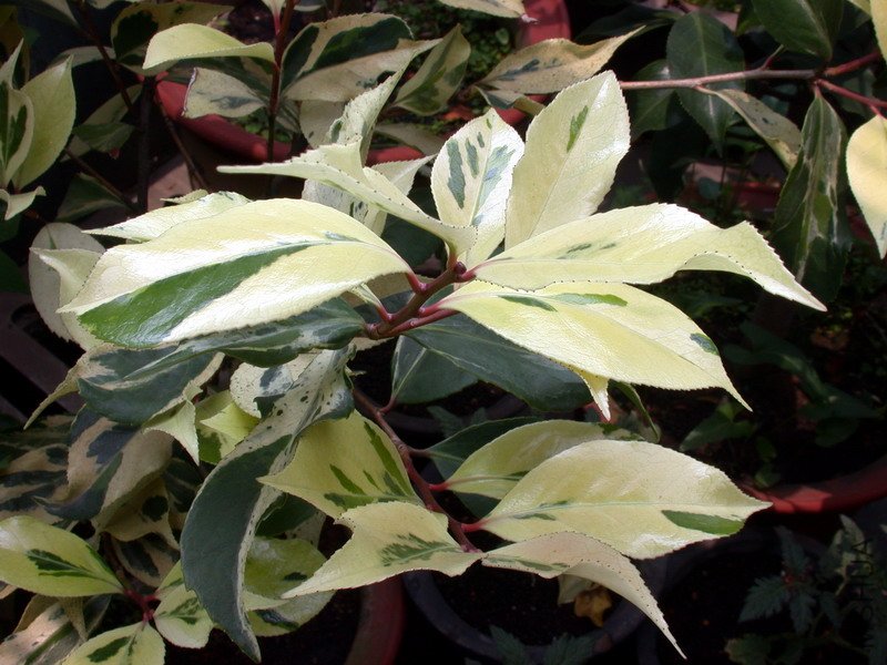 DSCN8702.jpg
