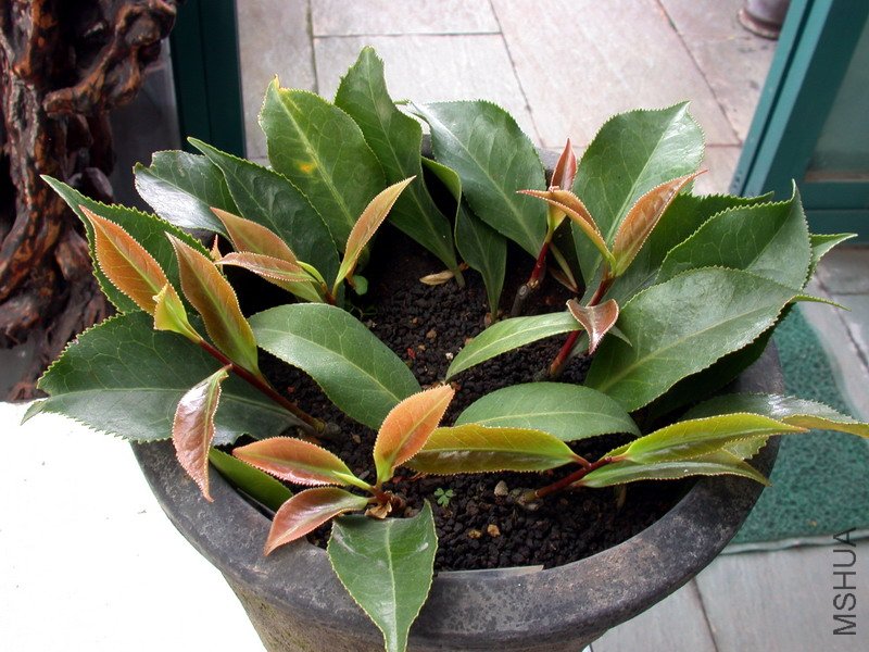 DSCN8692.jpg