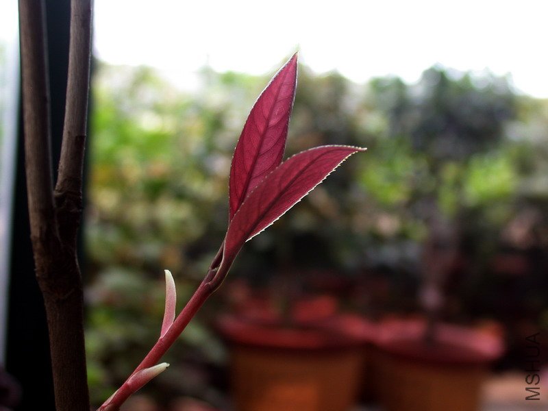 DSCN8698.jpg