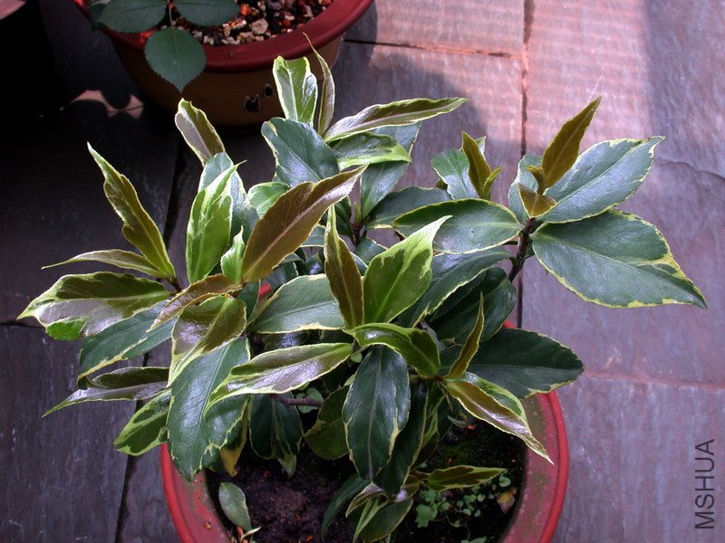 DSCN8701.jpg