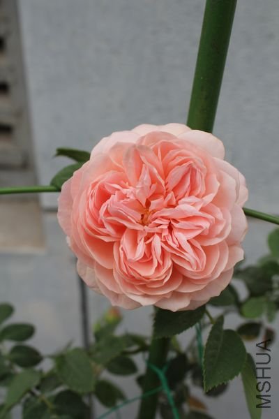 ��Ƭ 065.jpg