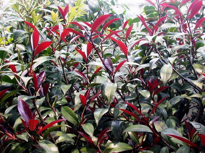 DSCN8704.jpg
