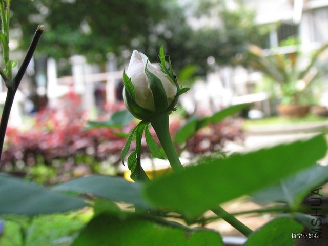 ����� 002.JPG