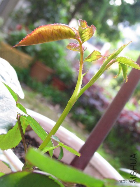 ����� 012.JPG