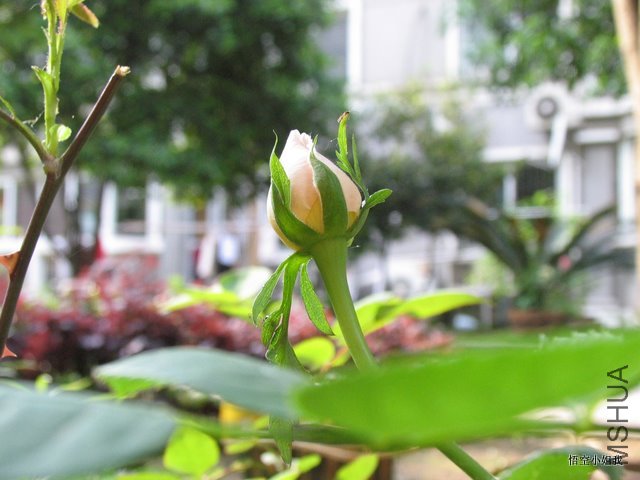 ����� 008.JPG