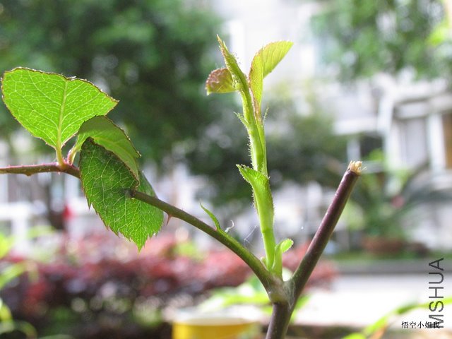 ����� 010.JPG