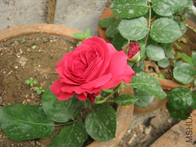 IMG_1517.JPG