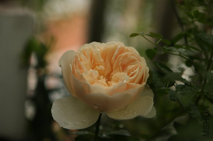 nEO_IMG_IMG_6933.jpg