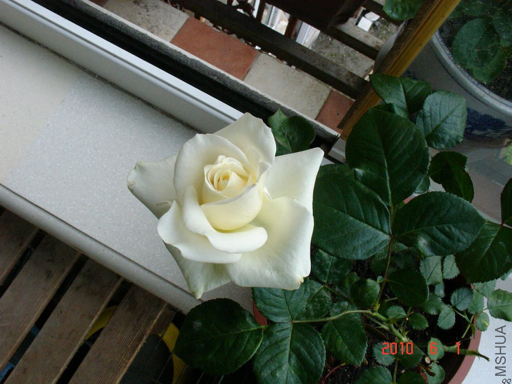 DSC09449.jpg