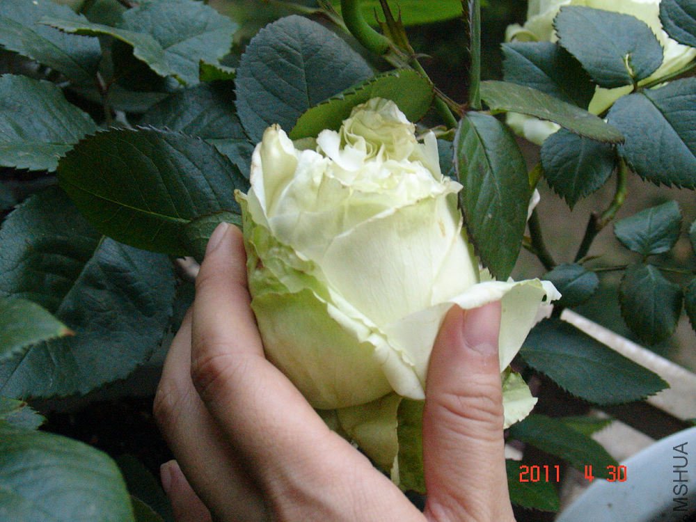 DSC09759.jpg