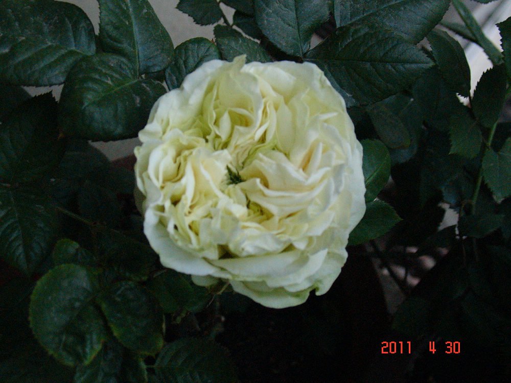 DSC09761.jpg