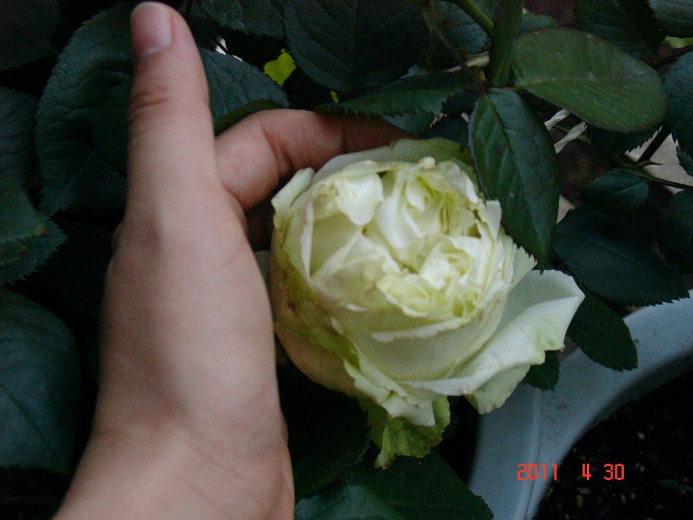 DSC09760.jpg