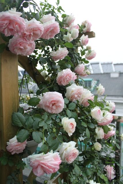 ��ת IMG_1541.JPG