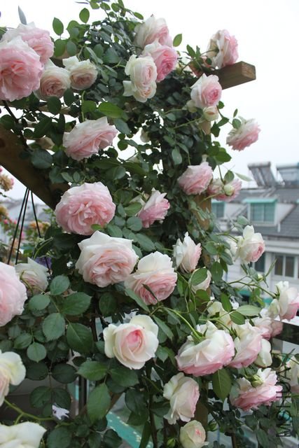 ��ת IMG_1542.JPG