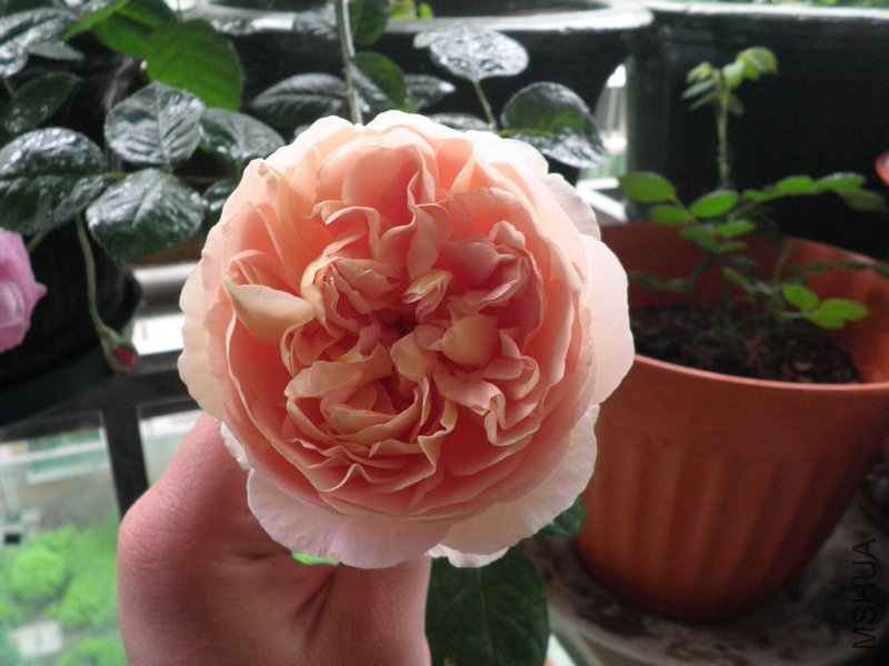 P4120699_����.JPG