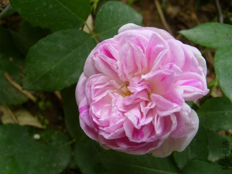 S7001138.JPG