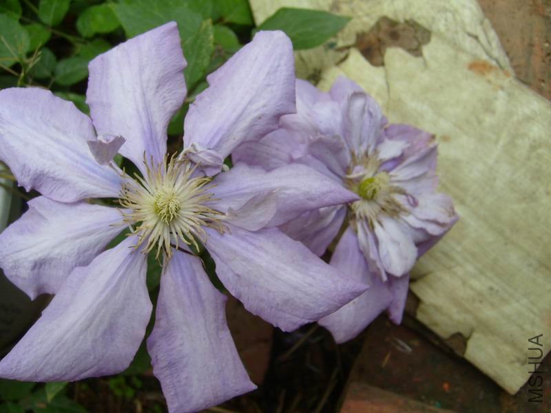 S7001135.JPG
