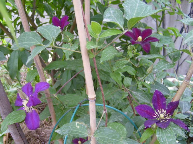 S7001125.JPG