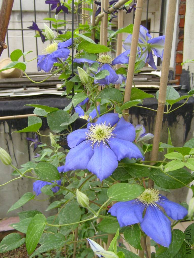 S7001126.JPG