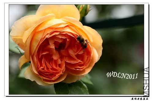 ŷ�£����ذ�˹͡