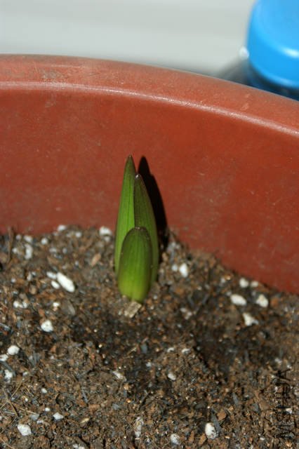 DSC06562.jpg