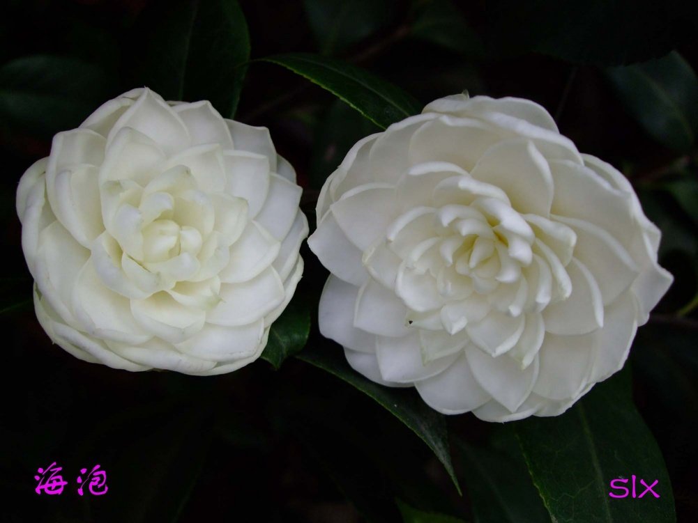 ����11-5-1f (4).jpg