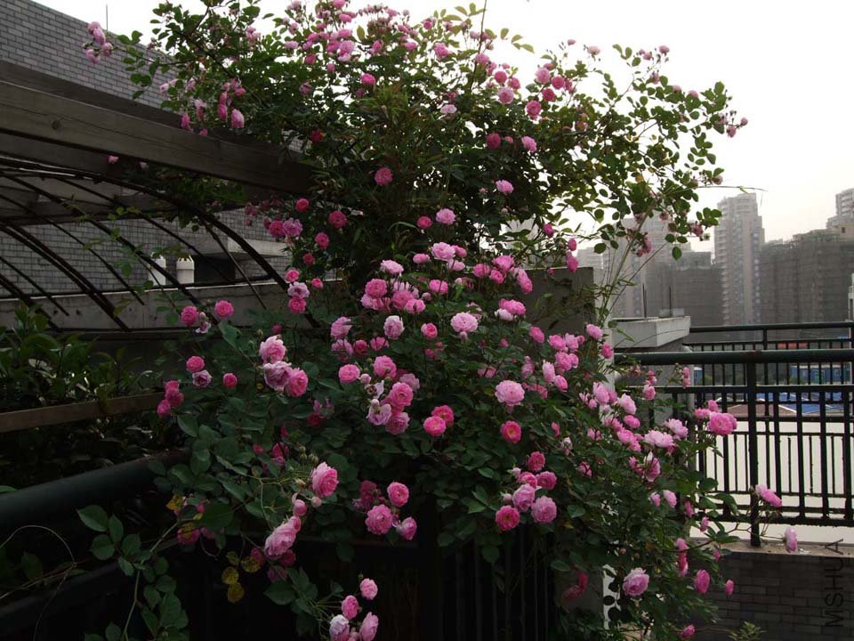 ¶̨Ǿޱ11-5-1f (33).jpg