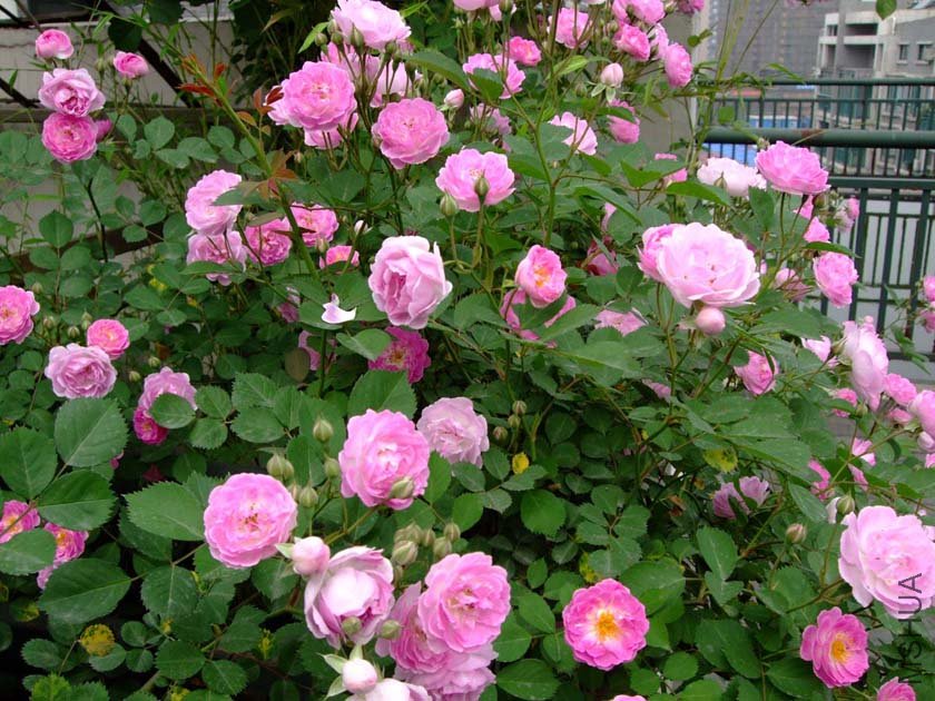 ¶̨Ǿޱ11-5-1f (14).jpg