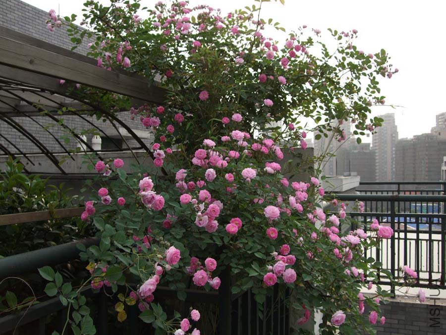 ¶̨Ǿޱ11-5-1f (25).jpg