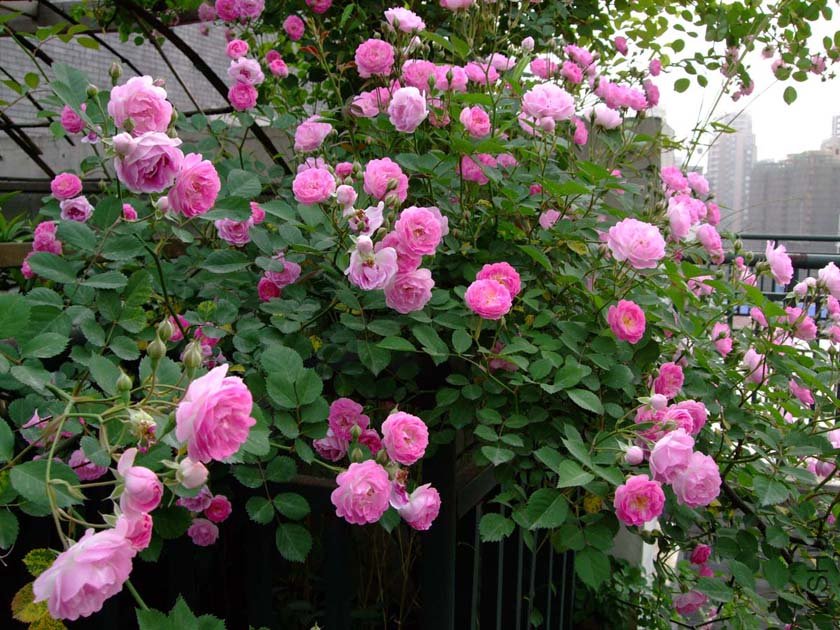 ¶̨Ǿޱ11-5-1f (26).jpg