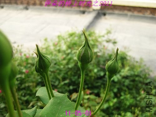 nEO_IMG_��Ƭ 240.jpg